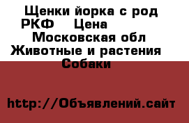 Щенки-йорка с род РКФ. › Цена ­ 15 000 - Московская обл. Животные и растения » Собаки   